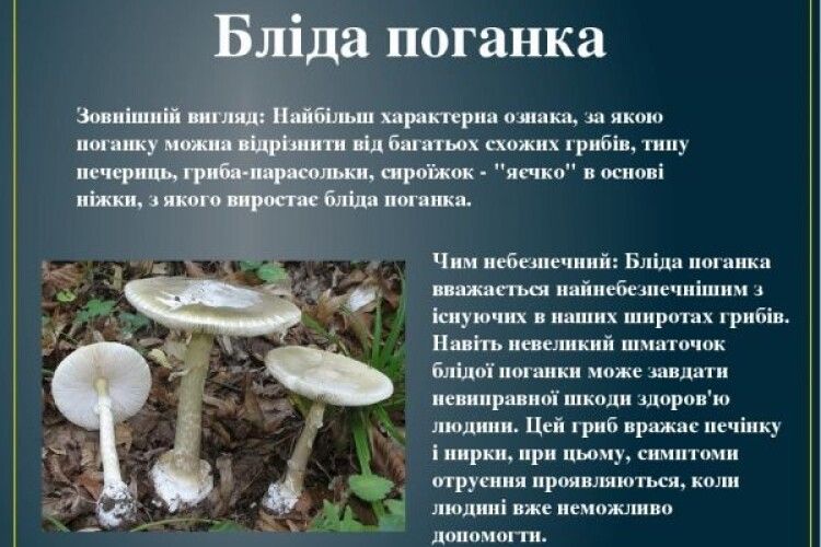 Сезон отруєнь грибами відкрили на Рівненщині