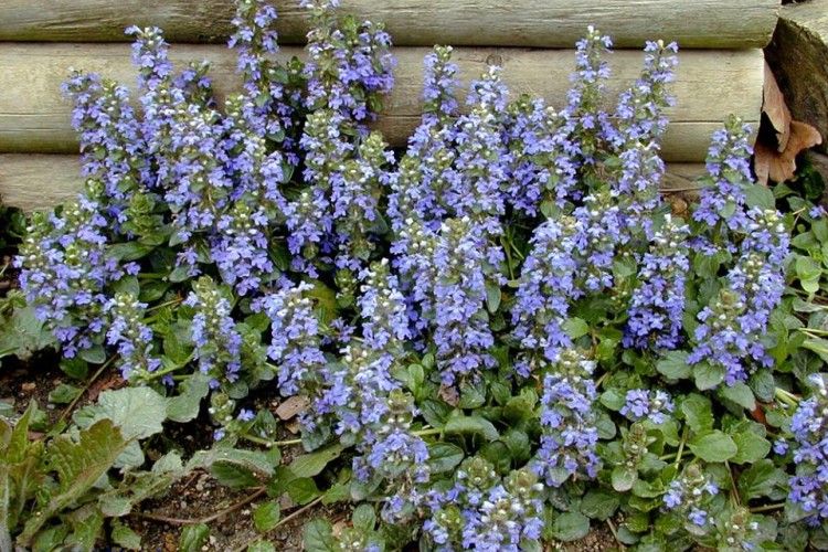 У Цуманській пущі голубим цвітом розквітла дівоча краса (ФОТО)