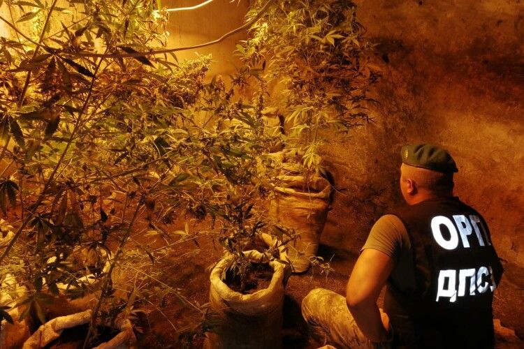 На Запоріжжі прикордонники виявили аграрне ноу-хау: підвал, де росли коноплі