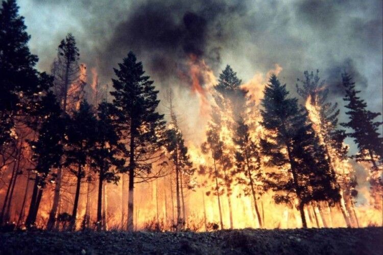 Від вогню загинули троє цивільних та лісник