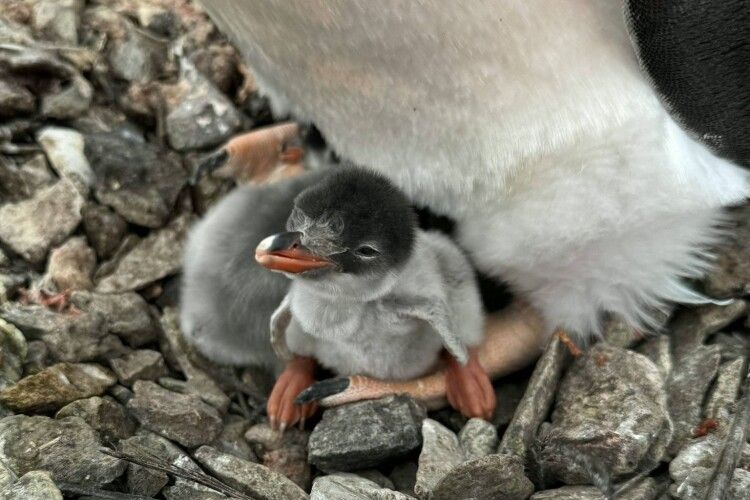 Українські біологи виявили перше пінгвінятко цього сезону в Антарктиці