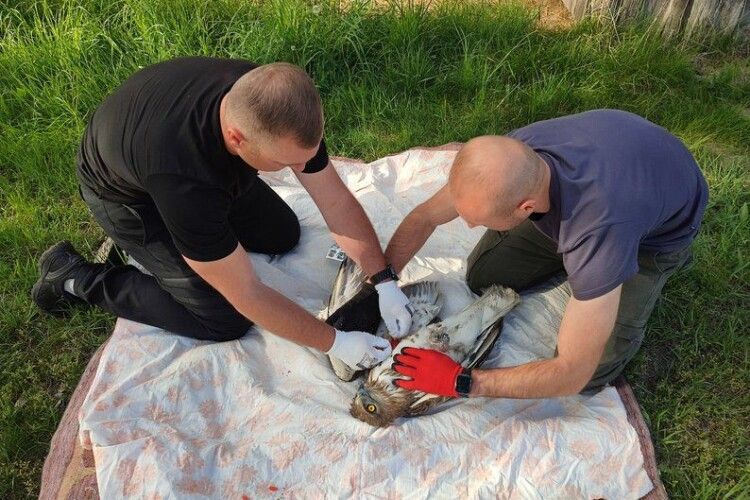 На Рівненщині рятували рідкісного червонокнижного птаха, який потрапив у пастку (Відео)