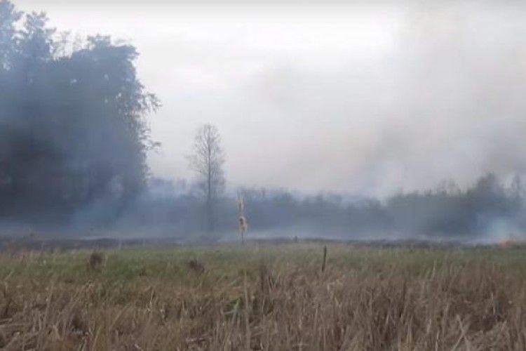 На Рівненщині врятували ліс від пожежі