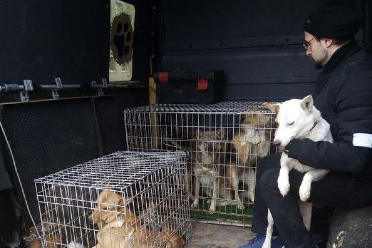 У волинському селищі відловили бродячих собак (Фото)