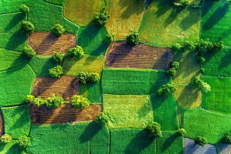 Земля на Волині втричі дешевша, ніж на Львівщині