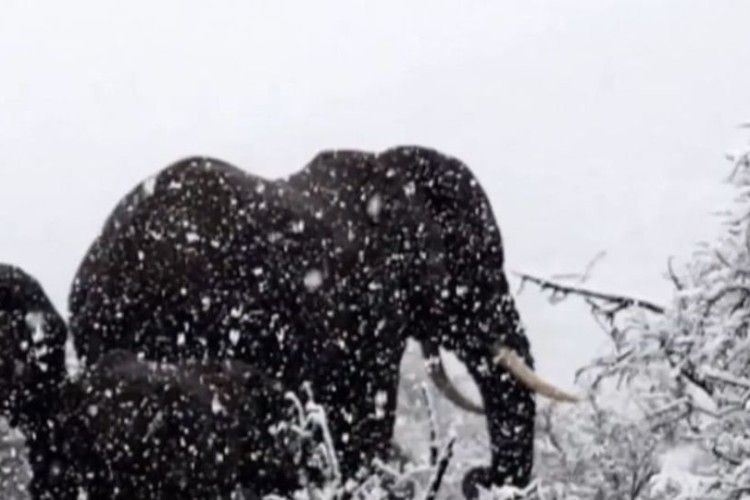 Слони в снігу: Африку замело!