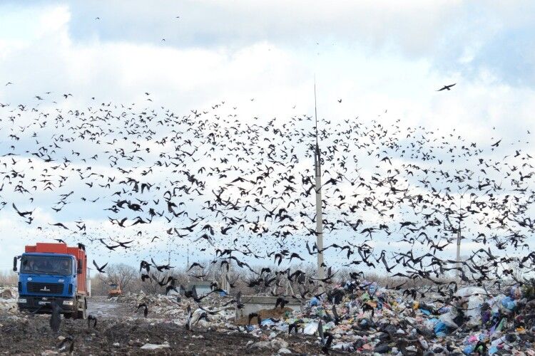 Рівнянин зазнімкував хмари пернатих над міським сміттєзвалищем (фото)