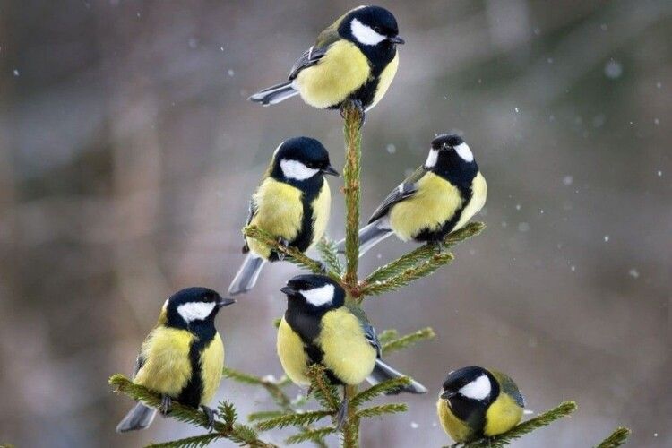 На Волині прогнозують сніг та заморозки