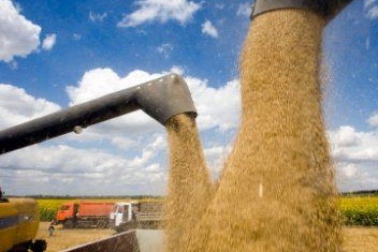 То які прогнози на врожай?