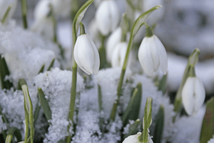 Погода на понеділок, 8 березня:  зима ще не відступить