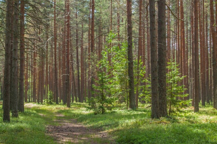 На Волині у державну власність повернули ліс вартістю понад 28 мільйонів гривень