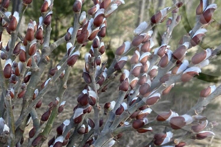 Якою буде погода на Волині