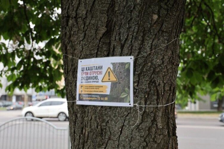 У Луцьку невідомі отруїли півстолітні каштани та липи: комунальники та екологи рятують 8 дорослих дерев