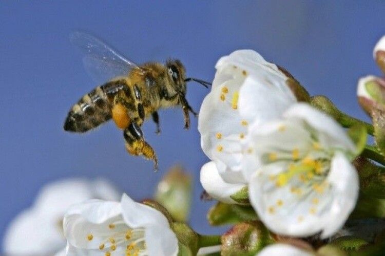 Куди волинським пасічникам звертатися у випадку отруєння бджіл пестицидами