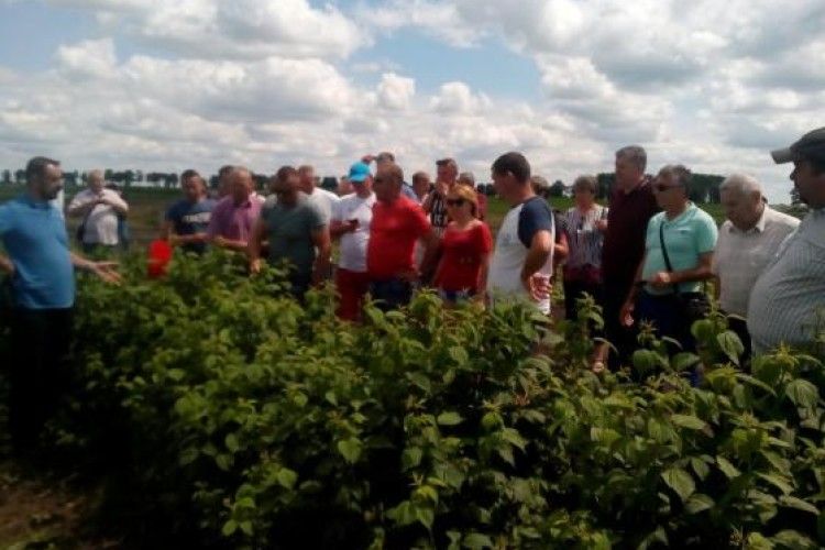 Волиняни і рівняни переймали досвід вирощування малини у Польщі