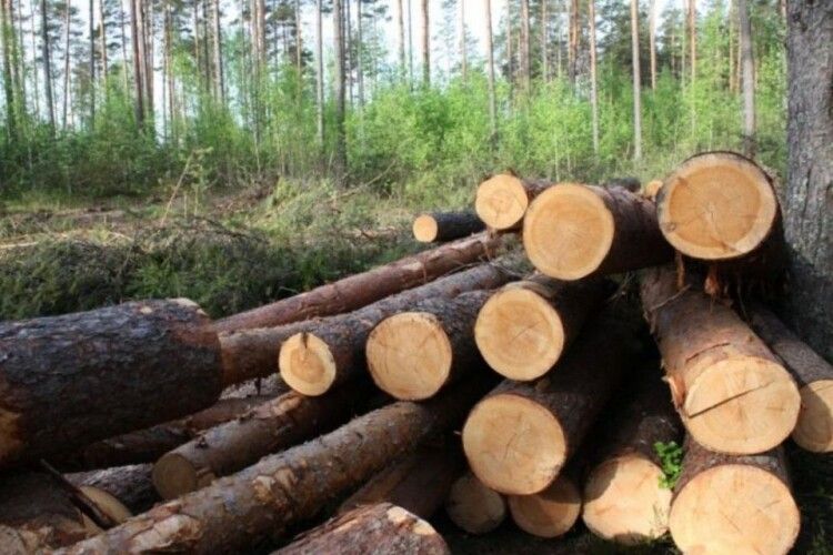 Директору Національного природного парку на Волині повідомлено про підозру у незаконній порубці дерев на території природно-заповідного фонду