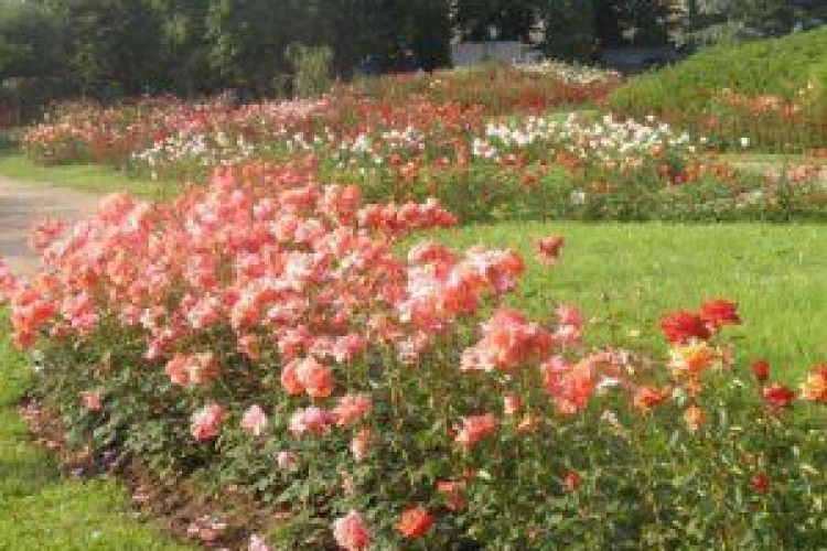 У Дніпрі посеред білого дня жорстоко вбили сторожа парку