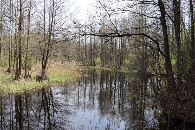 Бистриця – річка, яка створює обличчя волинського Полісся