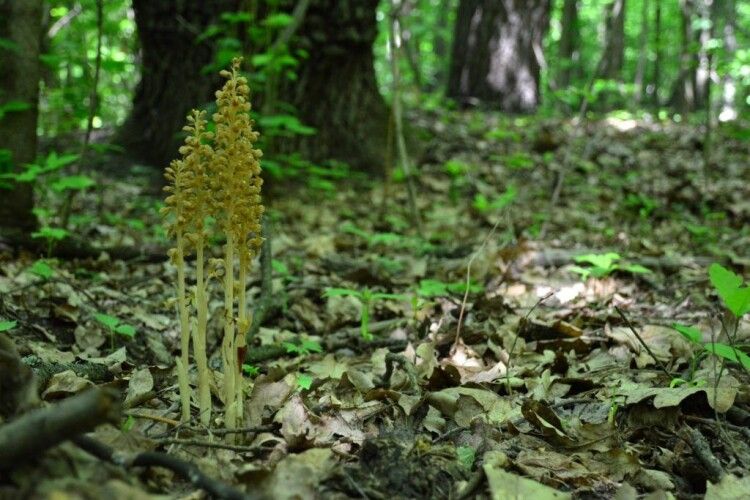 На Волині розцвіли лісові орхідеї