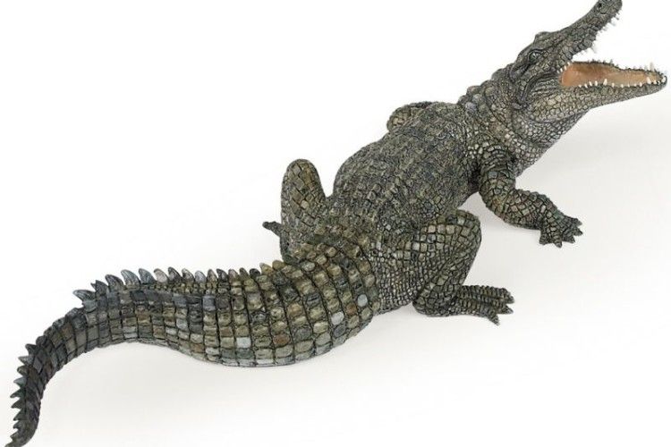 Вкраїнська крокодила на ім’я Ґодзілла