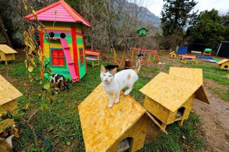 У Туреччині будують «котячий рай»