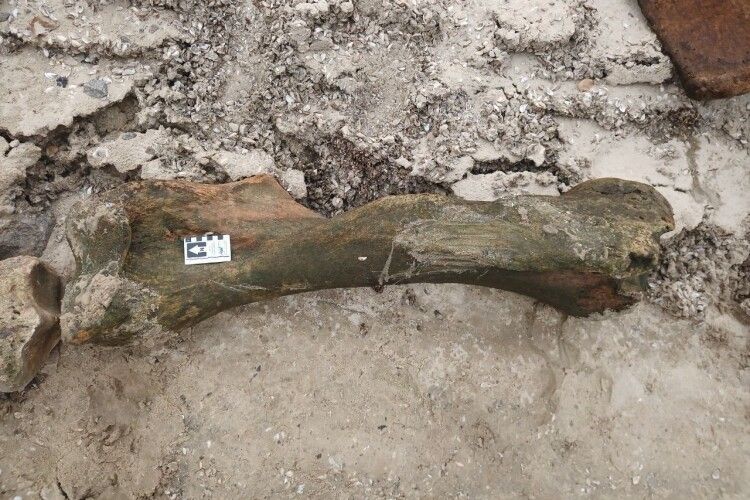 На березі Дніпра знайшли кістки мамонта