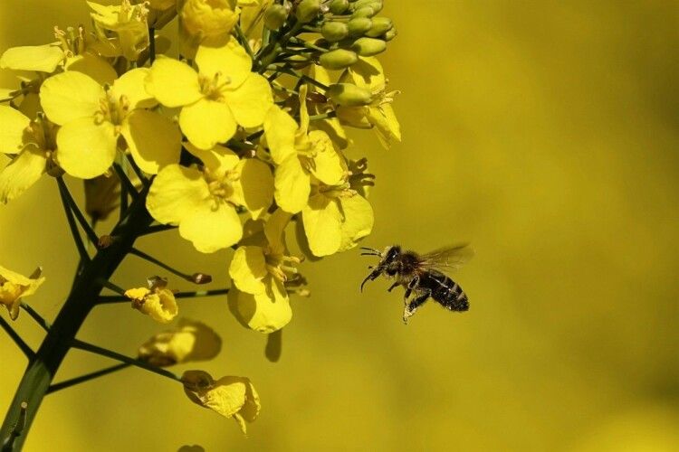 На Волині просять власників бджіл терміново закрити на дві доби вулики