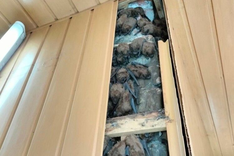 Зимували на балконі декілька років. у Харкові врятували 900 червонокнижних кажанів 