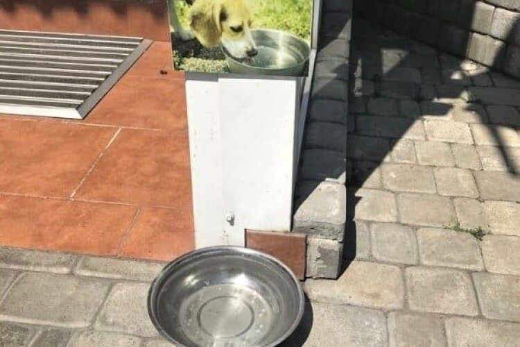 Хто краде собачий посуд біля Луцького ЦНАПу?