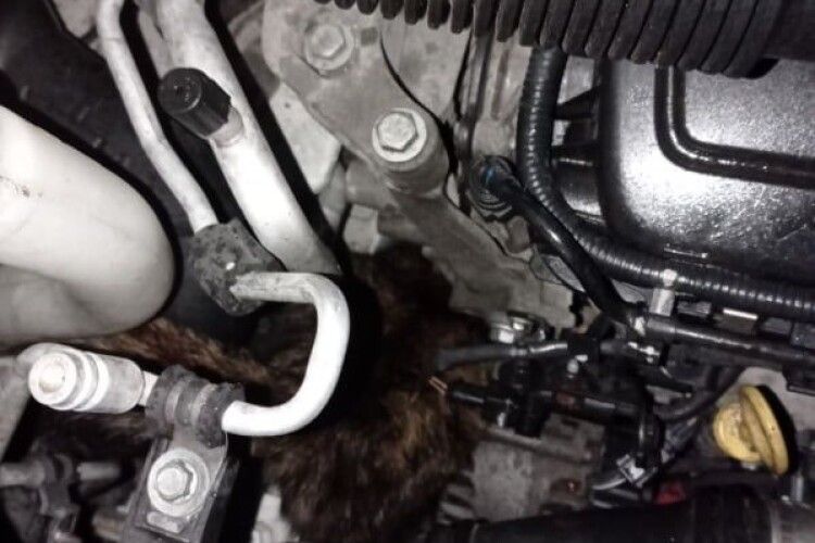 Водій «Opel Vivarо» пожертвував ременем генератора задля порятунку кота (Фото) 
