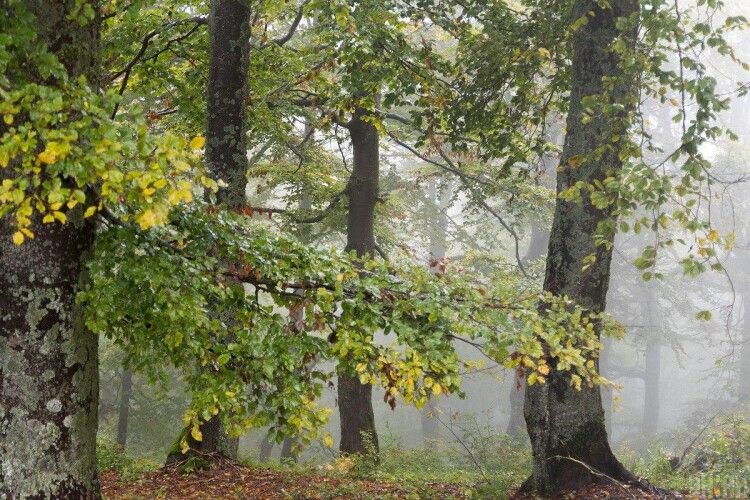 Зеленський підписав указ про створення у Сарненському районі Рівненщини Національного природного парку «Пуща Радзівіла»