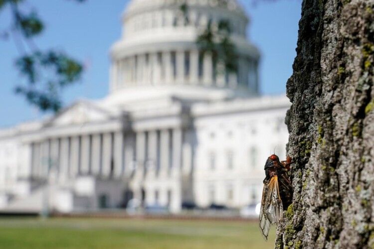 Мільярди цикад заполонили США після 17-річної сплячки