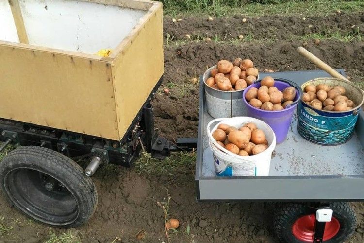 А в Петра Головатого картоплю збирає... робот!