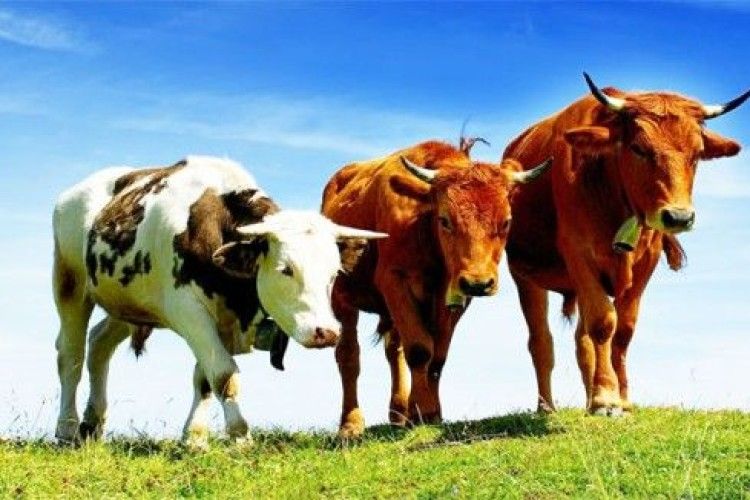 Хуртовина вбила майже 2 тисячі корів