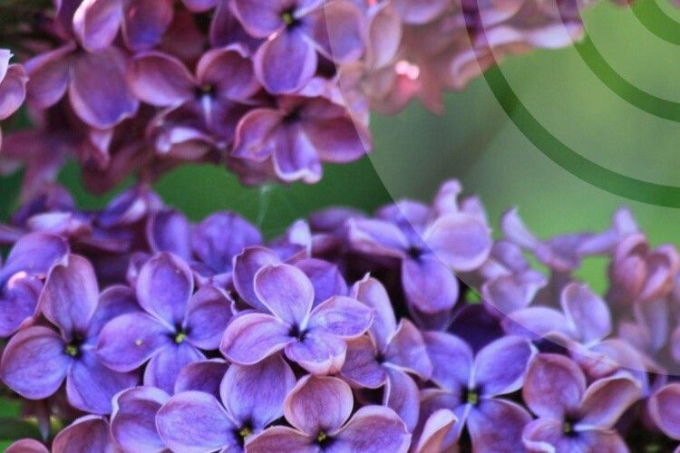 Якою буде погода на Волині