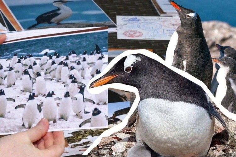 ЗСУ допомагають навіть пінгвіни (Відео)
