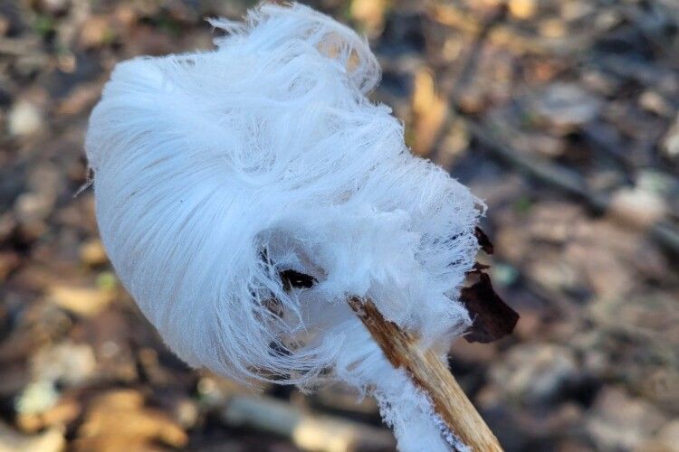 Дивовижна знахідка в нацпарку на Волині: природа створила льодяну бороду (Фото)