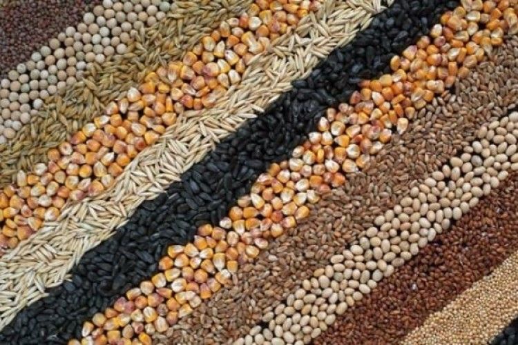 Рекорди на українських полях