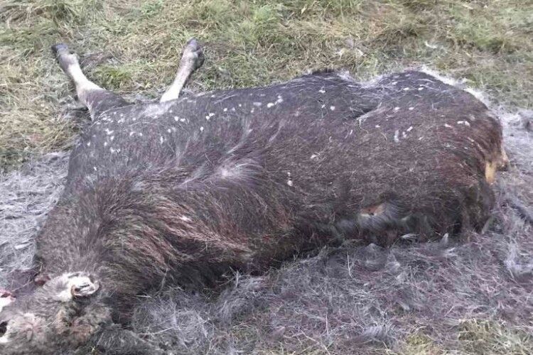 На Волині браноньєри розстріляли лося (Фото 18+)