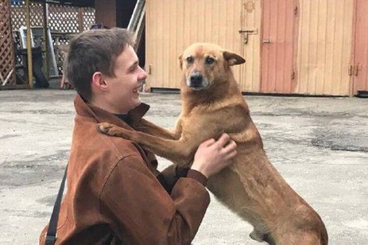 Злякався салютів і впав у яму: у Луцьку врятували чотирилапого охоронця філармонії