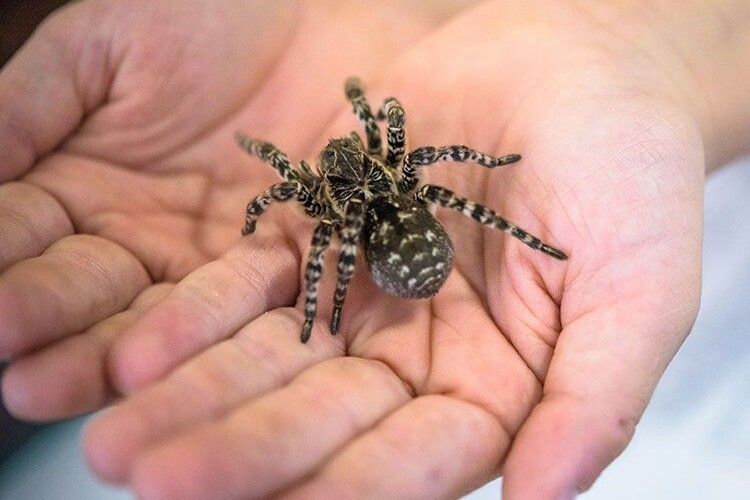 Спеціалісти підозрюють, що причина появи великих павуків у аномальному потеплінні