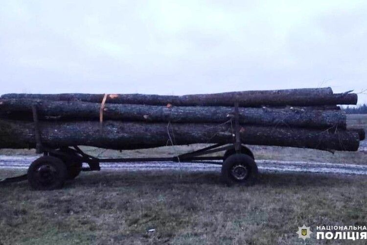 У Вараському районі поліцейські встановлюють особу, причетну до незаконної порубки лісу 