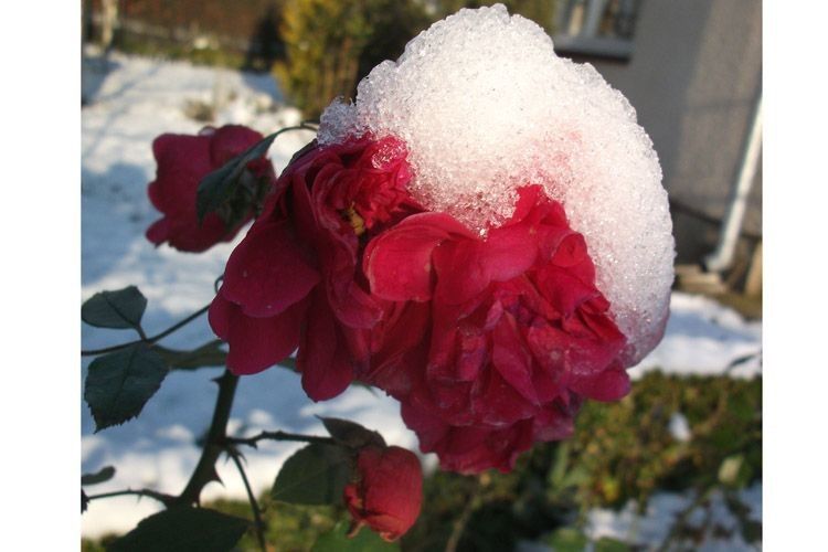 Троянди і… сніг