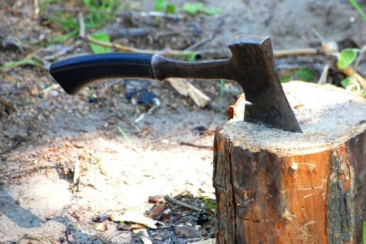 Волинянин сплатить 51 000 грн штрафу за незаконну вирубку лісу