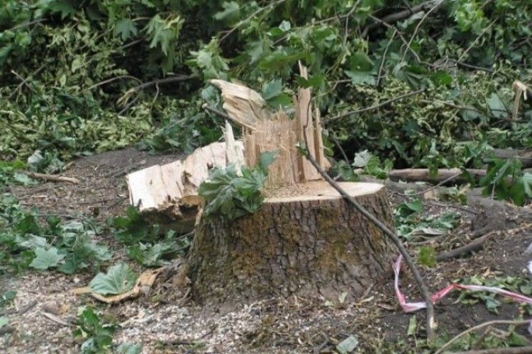 З волинянина хочуть стягнути 100 тисяч збитків за зрубані дерева