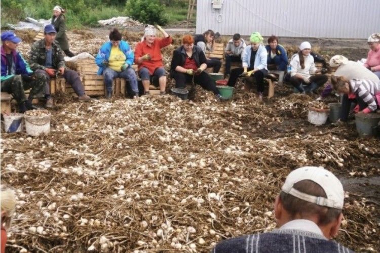 На Іваничівщині завершується будівництво одного з найбільших насіннєвий заводів часнику