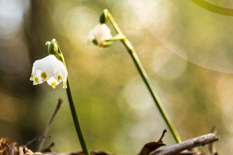 Якою буде погода на Волині