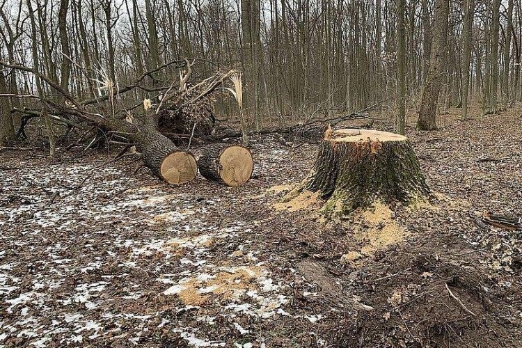 На Волині активізувалися лісокради