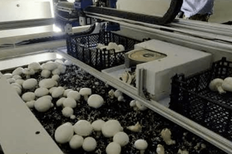 У США українці розробили роботів, що збирають гриби (Відео)