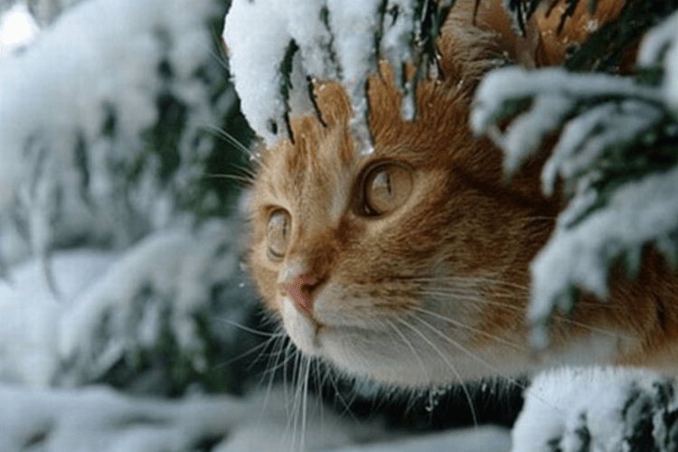 Волинь засипле снігом: синоптики попереджають про ожеледицю